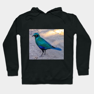 African Blue Starling Bird in the Shade Hoodie